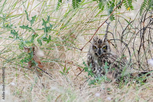 Portrait of the short-eared owl Asio flammeus. An owl hides in the grass on a hot day