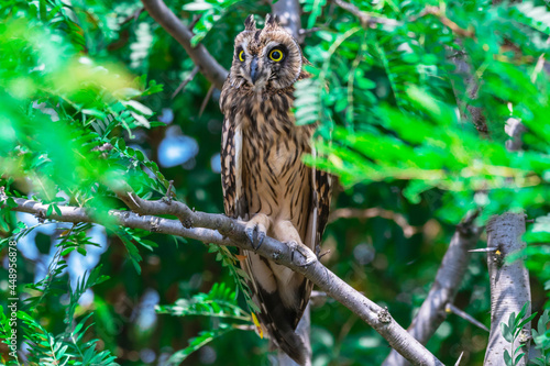 Portrait of the short-eared owl Asio flammeus. An owl hides on the branches of a tree on a hot day © Tatiana