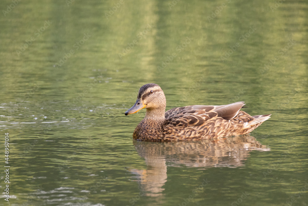 Mallard or Wild Duck in the wild. Anas platyrhynchos