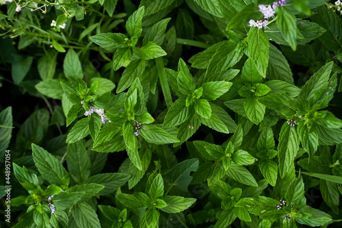 Mint plant grow at vegetable garden. Fresh green young mint. nature background with spearmint herbs. photo