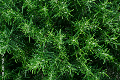 Rosemary top view. Cultivation of fragrant herbs. Agricultural business. Rosemary  Rosmarinus officinalis  growing in garden. fresh aromatic herbs