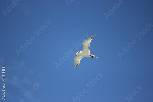 Florida Tern flying over beach