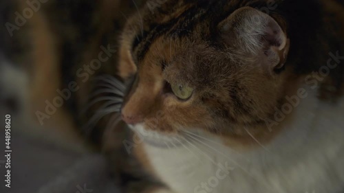 Wallpaper Mural Calm cat Torontodigital.ca