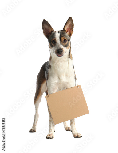 Lost dog with blank cardboard sign on white background. Homeless pet