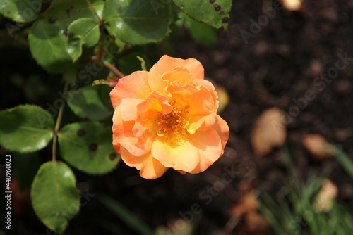 Flower of a rose in the Guldemondplantsoen in Boskoop of the type Netherlands photo