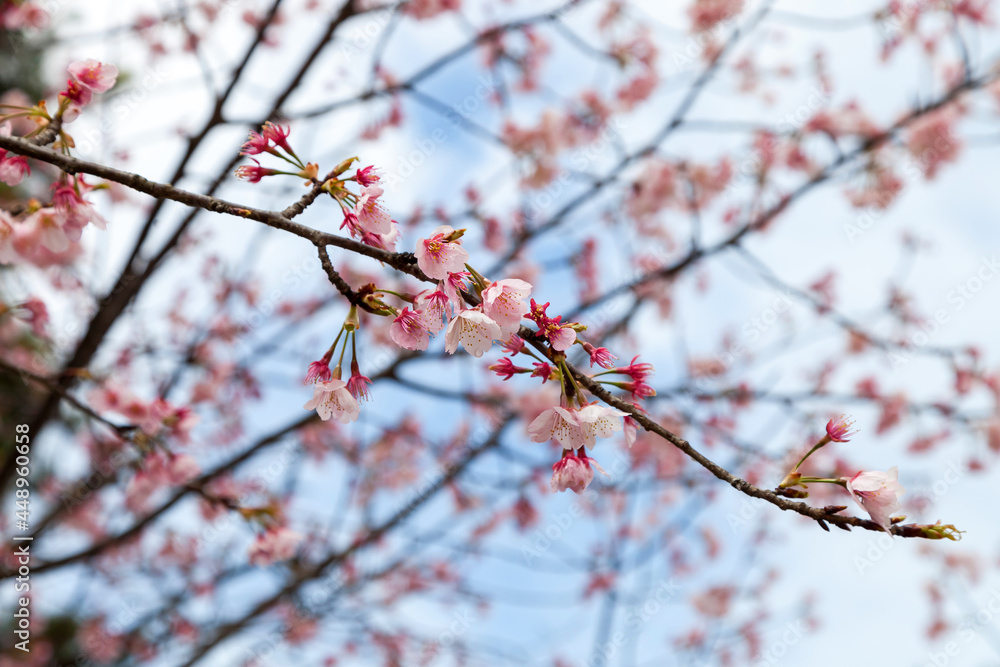 Beautiful pink Sakura flower blooming Beautiful pink Sakura flower blooming