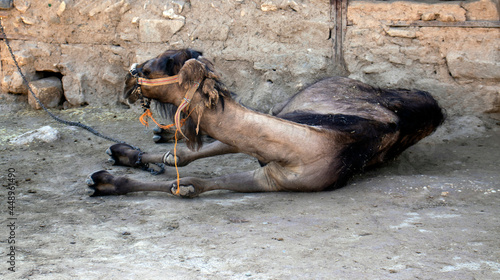 A camel in the Harran district of Şanlıurfa province. close-up.