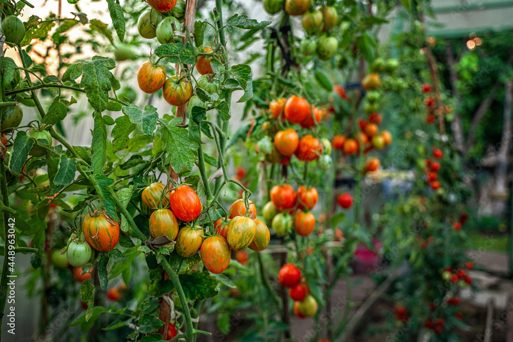 Tomato branches in the garden. Mature red and unripe green tomatoes grow in the garden. The concept of harvesting. Tomato branches in the garden. Mature red and unripe green tomatoes grow in the garden. The concept of harvesting.