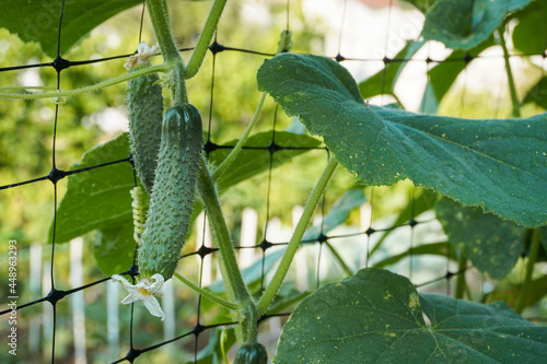 Small and large cucumbers growing in the garden on a special grid. Cucumber farm-cultivation of cucumbers in fields, growing organic vegetables