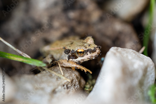 a small frog in the garden on stones