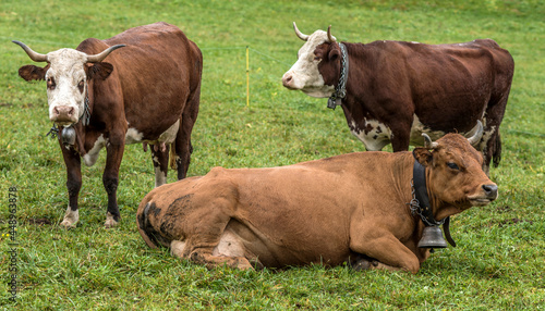 Vaches tarines et montbéliardes au pâturage à La Clusaz, Haute-Savoie, France