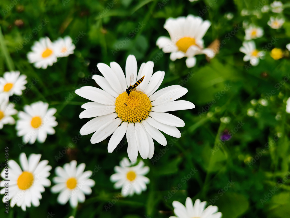 Fototapeta premium daisies in a garden