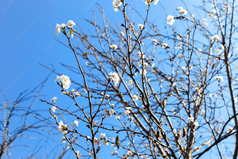 Pink blossom sukura flowers on a spring day in Japan., Beautiful flowering Japanese cherry - Sakura. Pink blossom sukura flowers on a spring day in Japan., Beautiful flowering Japanese cherry - Sakura.