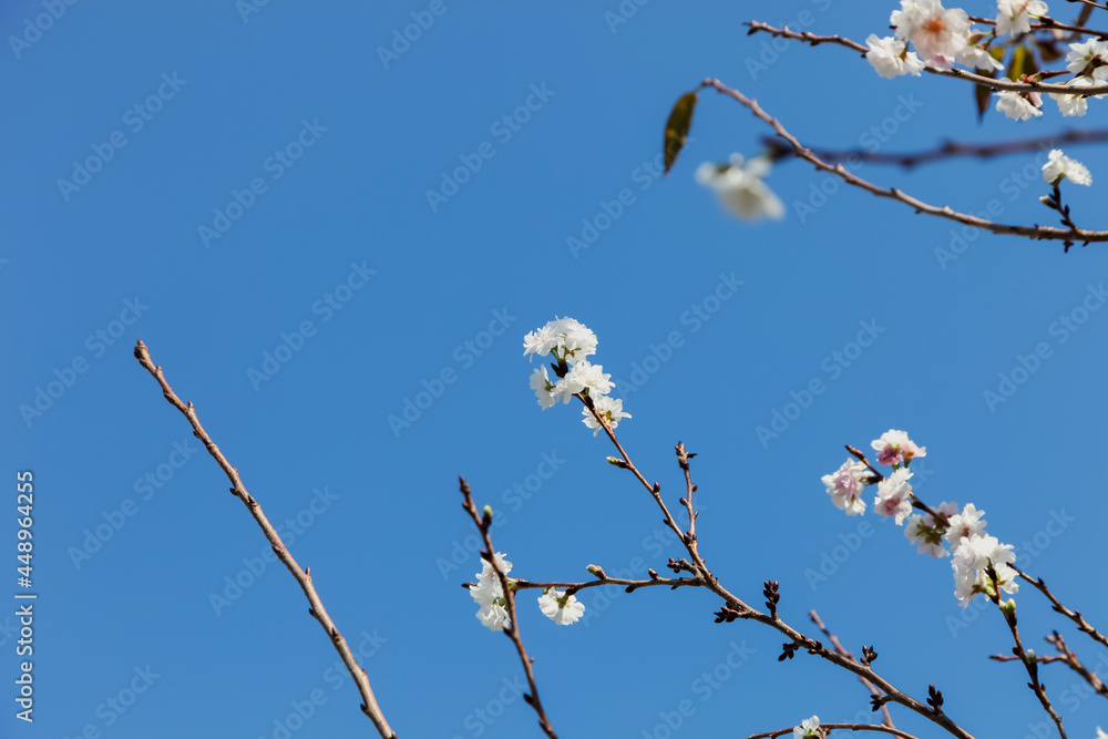 Pink blossom sukura flowers on a spring day in Japan., Beautiful flowering Japanese cherry - Sakura. Pink blossom sukura flowers on a spring day in Japan., Beautiful flowering Japanese cherry - Sakura.
