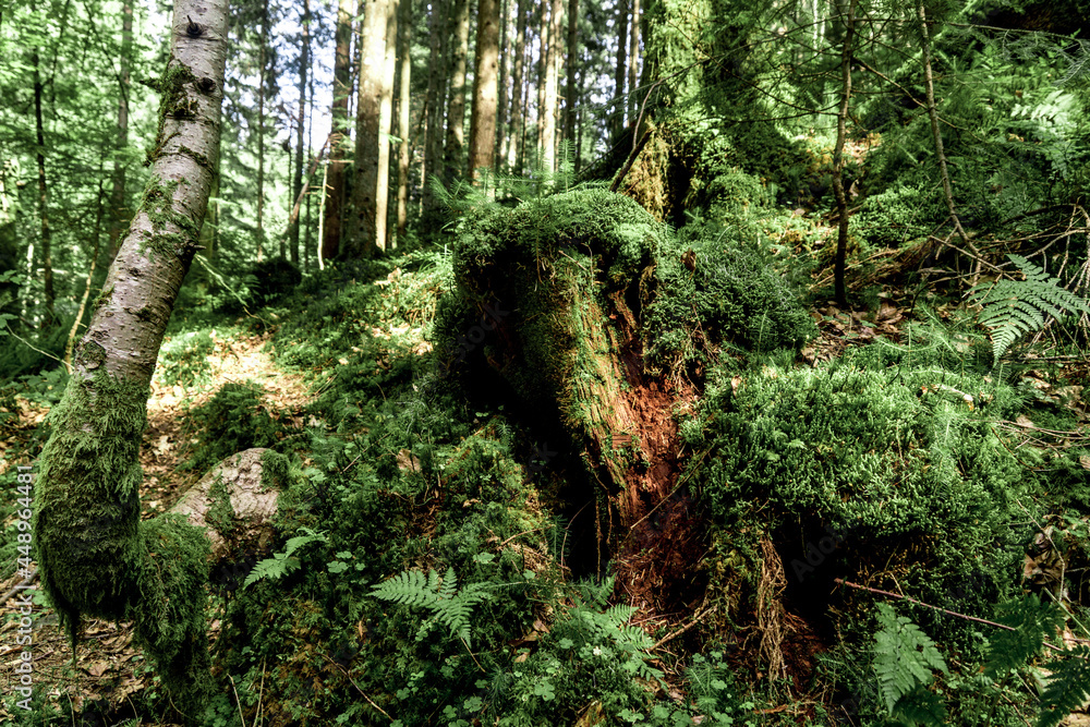 Obraz premium Carpathian forest
