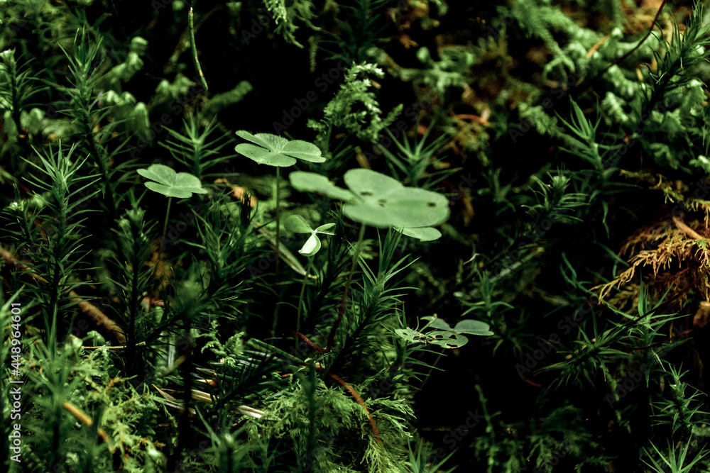 Carpathian forest Carpathian forest