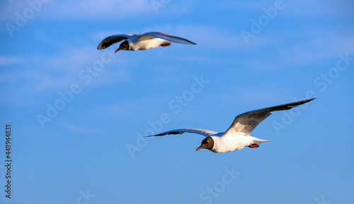 Seagulls at the North Sea on the beach in Germany © Nina