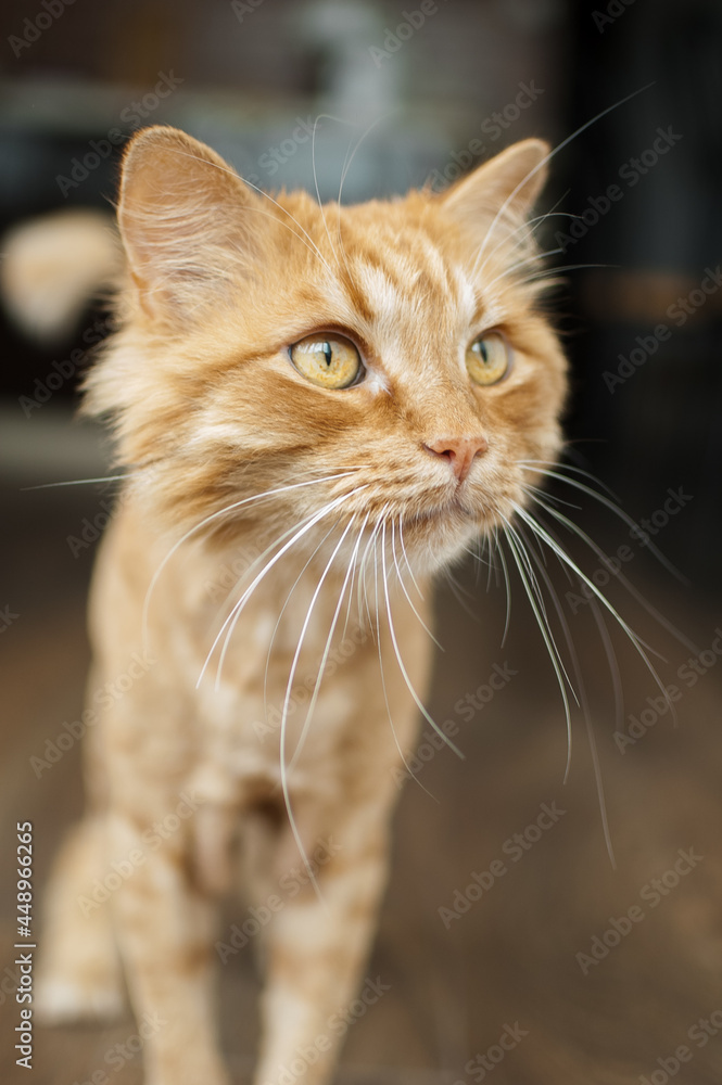 Domestic cat with ginger fur is sitting on the floor after grooming and trimming during summer, animal care concept