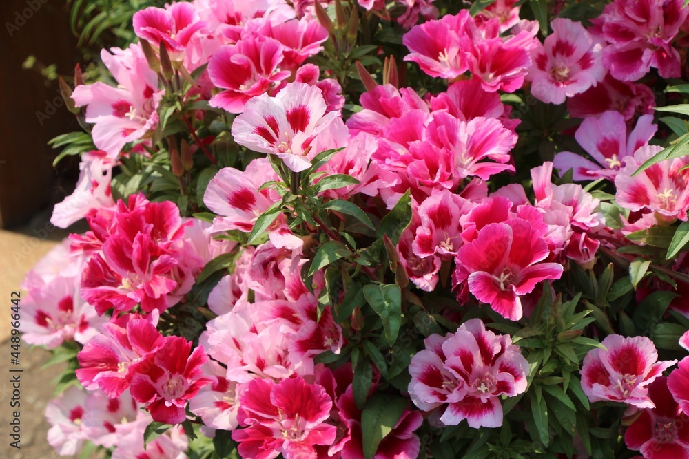 pink flowers pink flowers