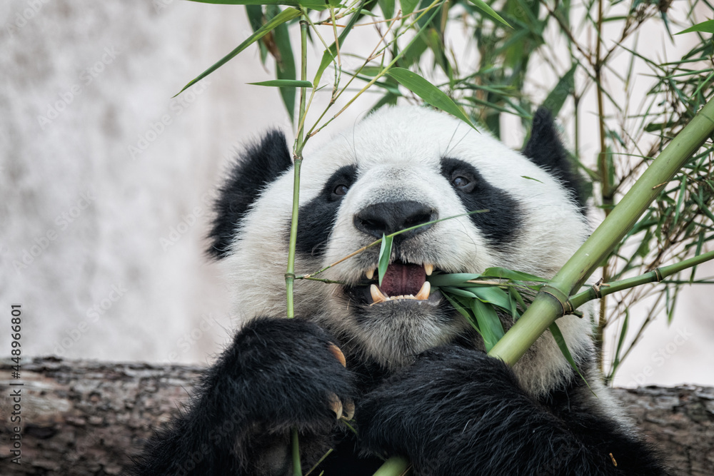 Obraz premium giant panda eating bamboo