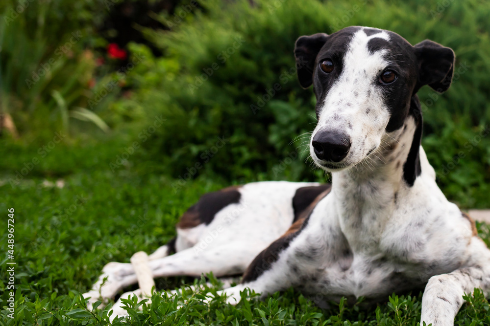 Greyhound dog portrait on the background of nature on a summer day. Greyhound dog portrait on the background of nature on a summer day.