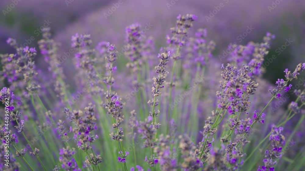 Lavender field with purple flowers at sunset in Moldova Lavender field with purple flowers at sunset in Moldova
