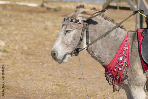 Side view outdoor portrait of cute dozing donkey waiting for tourists.