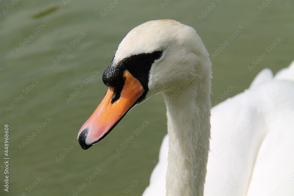 The Head of a Magnificent Adult White Swan Bird. The Head of a Magnificent Adult White Swan Bird.