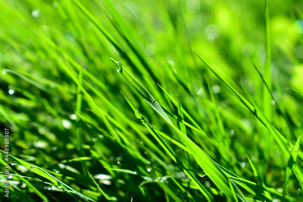Fototapeta premium green grass with dew drops