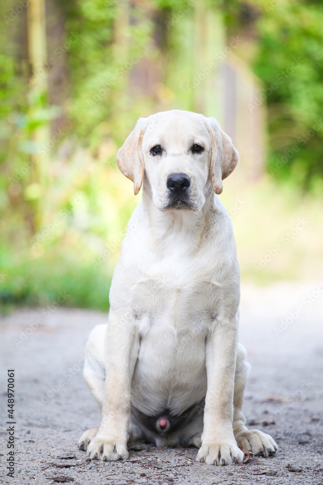 Labrador  puppy walks in the park