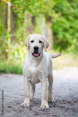 Labrador  puppy walks in the park © Ilona Didkovska