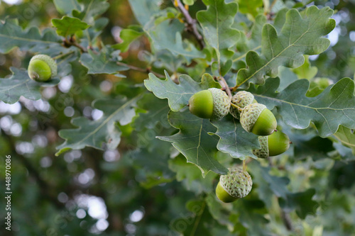 Growing green, unripe acorns on an oak branch. Seeds, fruits, nuts of a forest tree. Autumn. Oak acorn. photo