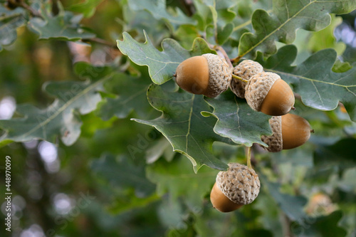 Growing brown acorns on an oak branch. Seeds, fruits, nuts of a forest tree. Autumn. Oak acorn. photo