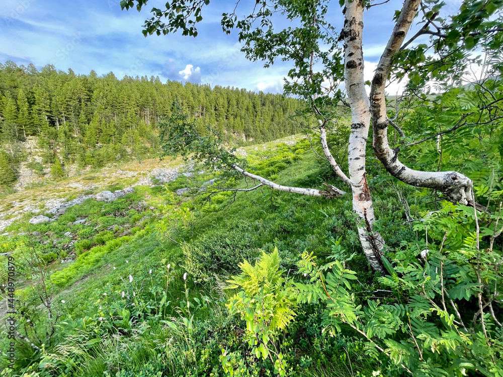 Fototapeta premium Ural Mountains near Dyatlov pass in summer in cloudy weather. Russia
