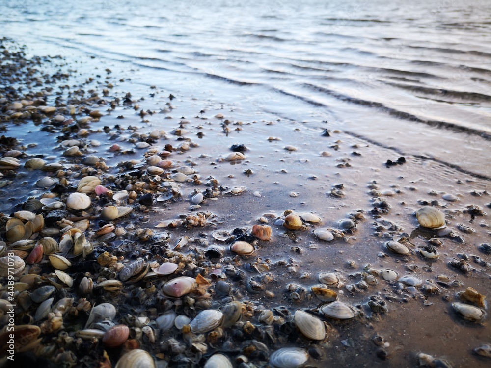 Small various multi-colored pebbles and seashells on the beach washed by small waves of the Baltic Sea in Latvia Small various multi-colored pebbles and seashells on the beach washed by small waves of the Baltic Sea in Latvia