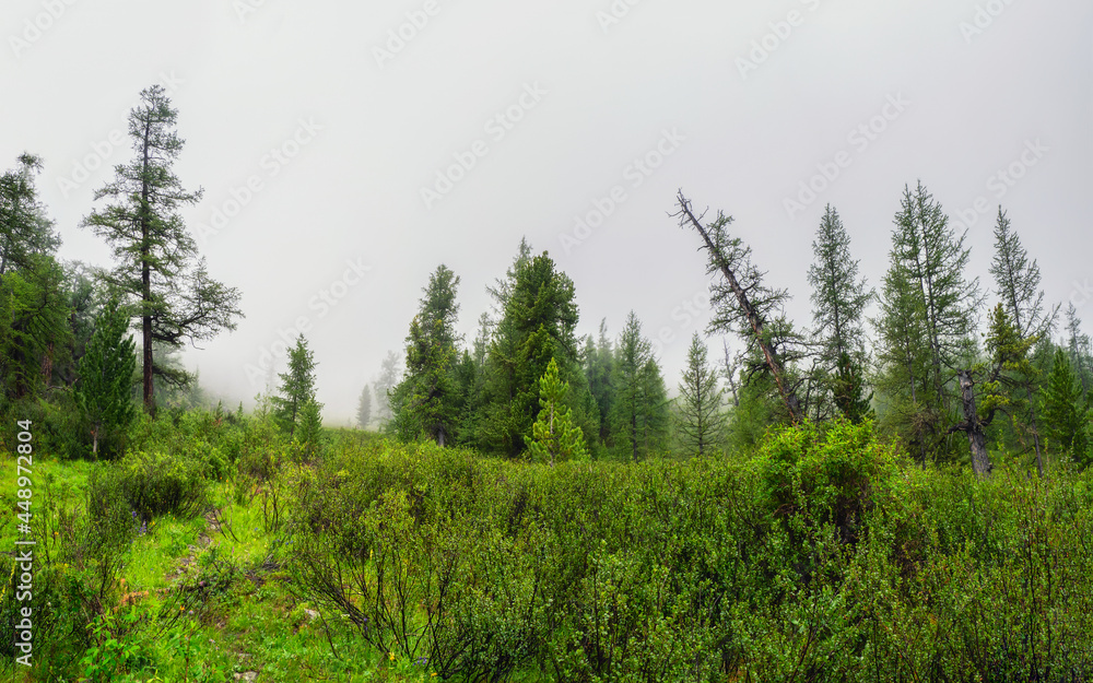 Fototapeta premium Atmospheric green forest landscape with firs in mountains. Minimalist scenery with edge coniferous forest in light mist. Alpine tranquil landscape at early morning.