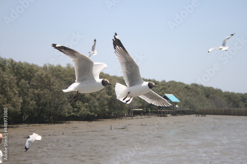 seagull on the pier seagull sea city bird travel transportation sky