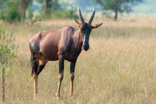 Antelope topi Uganda Queen Elizabeth park