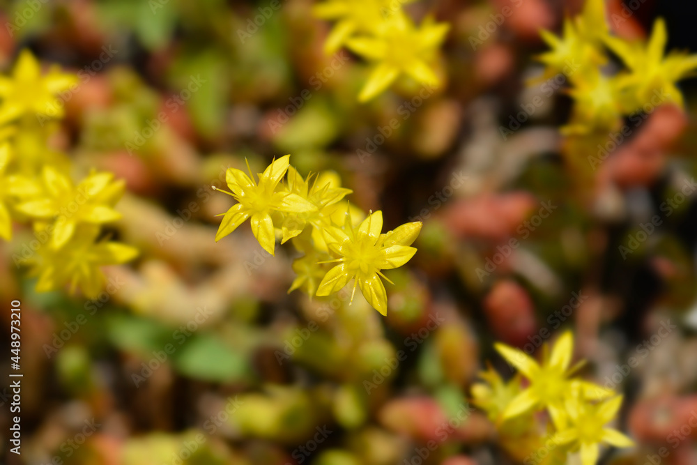Goldmoss stonecrop Goldmoss stonecrop