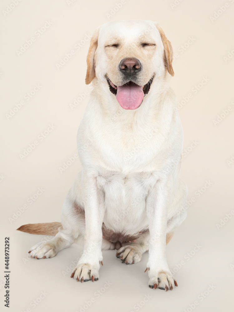 Portrait of a Labrador Retriever dog Portrait of a Labrador Retriever dog