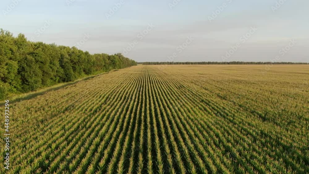 The camera flies over a corn field in a beautiful sunset light. Aerial, Russia The camera flies over a corn field in a beautiful sunset light. Aerial, Russia