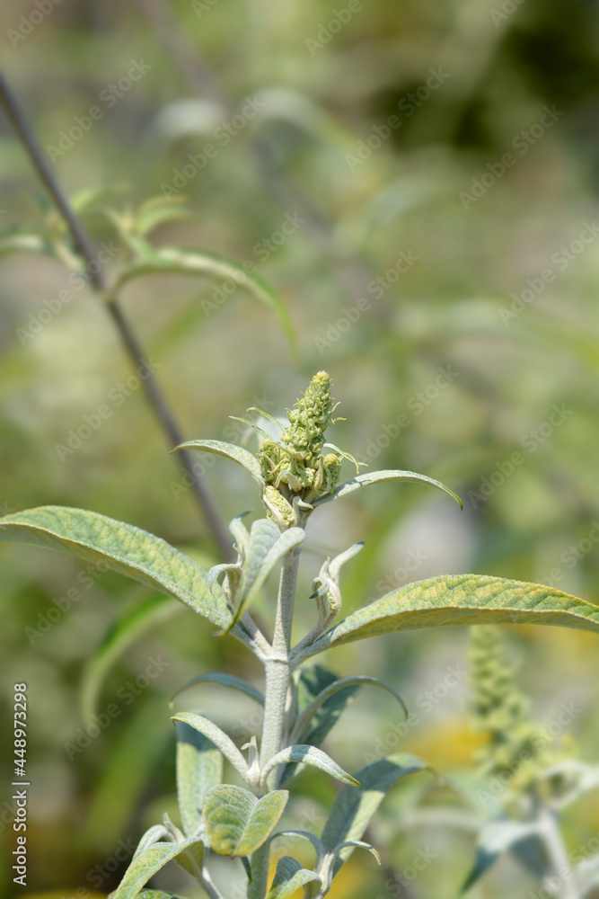 Summer lilac White Ball