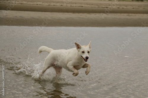 white mixed breed dog runs through the water of a pril at the north sea