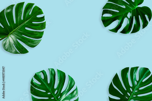 Creative layout of colorful tropical  monstera leaf on pastel blue background. minimal summer exotic concept with copy space, flat lay.