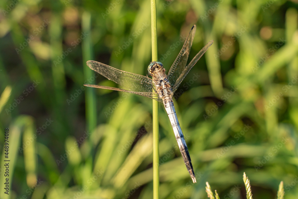 Blue dragonfly Blue dragonfly
