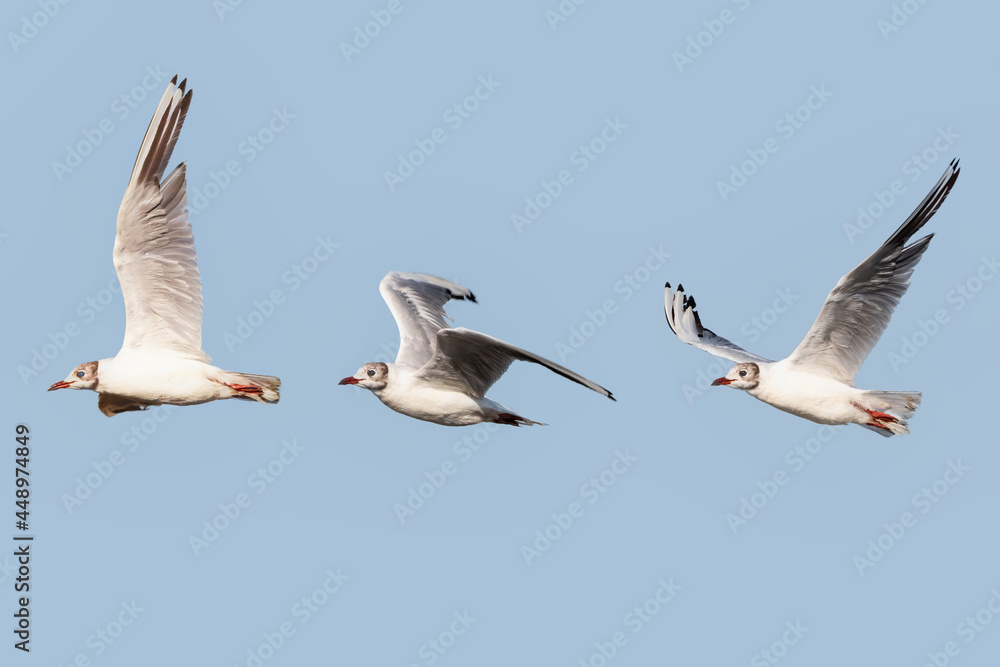 Obraz premium Photo Composition of black-headed gull (Chroicocephalus ridibundus) in flight in the Nature Reserve of Marismas de Odiel, Huelva, Andalusia, Spain
