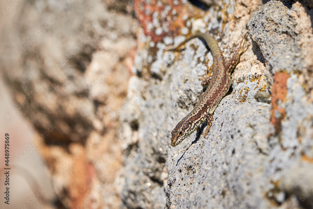 Common wall lizard sunbathing on a rock in the morning (Podarcis Muralis) Common wall lizard sunbathing on a rock in the morning (Podarcis Muralis)