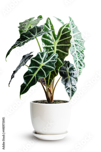 Alocasia Amazonica Sanderiana Plant in white ceramic pot isolated on white background. Alocasia sanderiana bull with large green leaves air purifier plant indoor. photo
