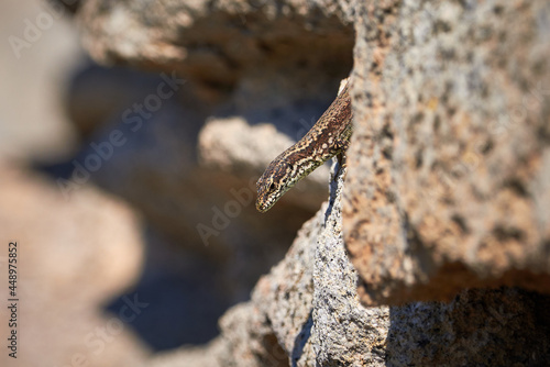 Common wall lizard sunbathing on a rock in the morning  Podarcis Muralis  