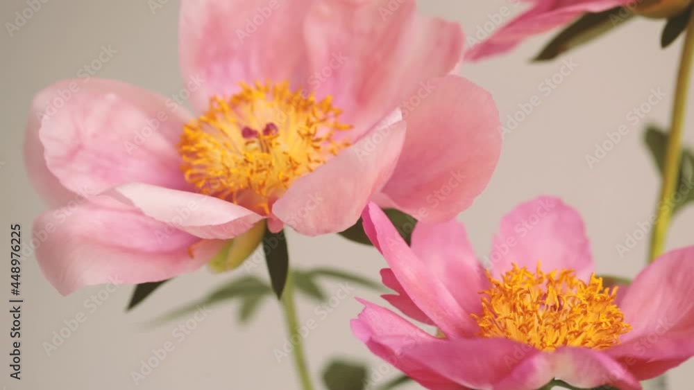 Pink peonies with trembling petals from the wind. Pink peonies with trembling petals from the wind.